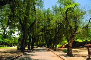 Árvores integram patrimônio do Rio