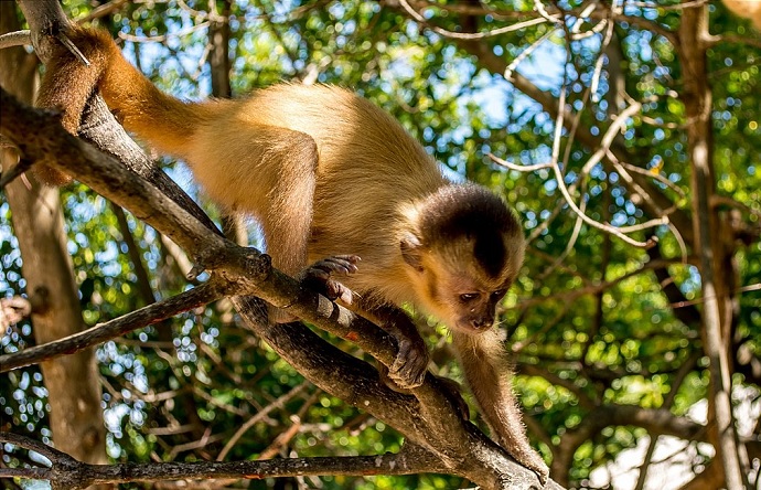 Fotografia. Cairara descendo a copa de uma árvore. O macaco tem o corpo esguio, cauda longa e pelos castanhos claros, quase dourados. Só os pelos da cabeça e do meio da testa são castanho escuro.